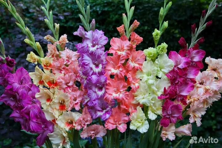 Сортовые луковицы тюльпанов и гладиолусов