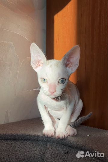 Котенок 3 месяца в добрые руки приучен к лотку