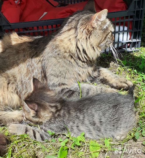 Котёнок девочка в добрые руки