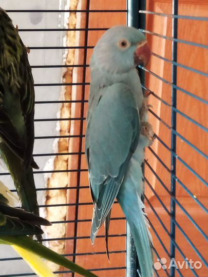 Ожереловый попугай