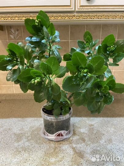 Комнатные растения