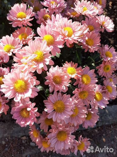 Хризантема