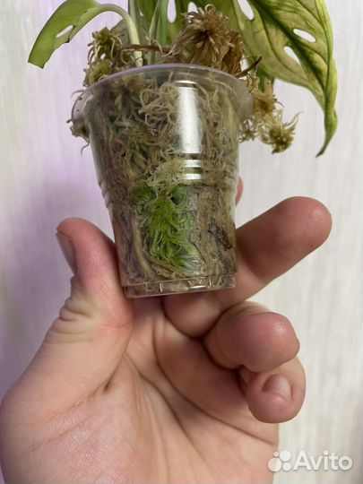 Монстера Адамсона Архипилаго