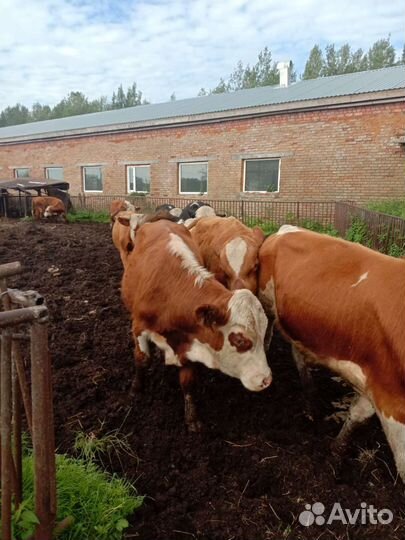 Коровы бычки Телята