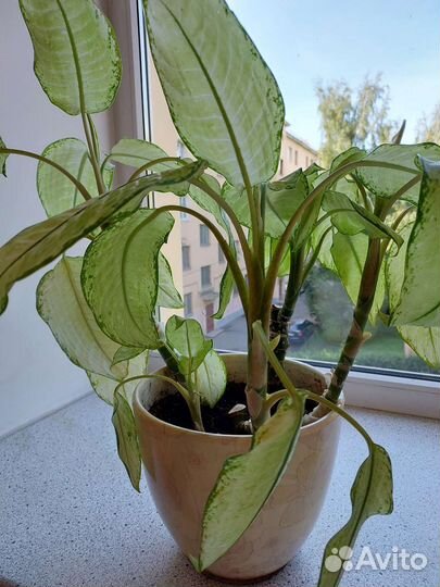 Дефинбахия