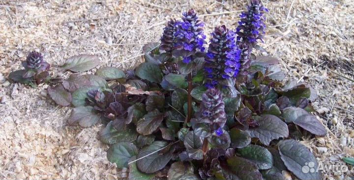 Живучка ползучая, многолетняя