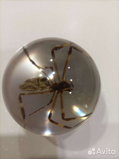 Журнал Чудеса природы # 10