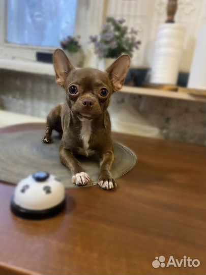 Жених Чих (мальчик красавчик)вязка