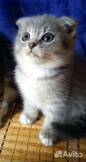 Шотландские котята