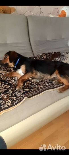 Собака в добрые руки