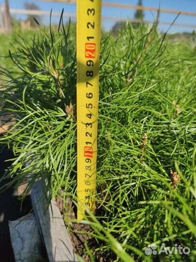 Саженцы сосны обыкновенной зкс