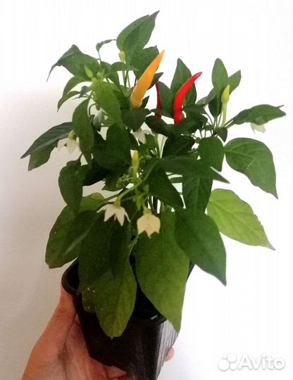 Перец capsicum супер острый многолетний