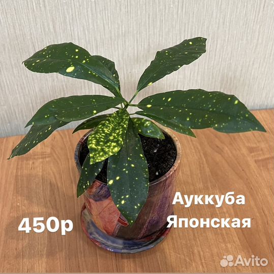 Ауккуба японская