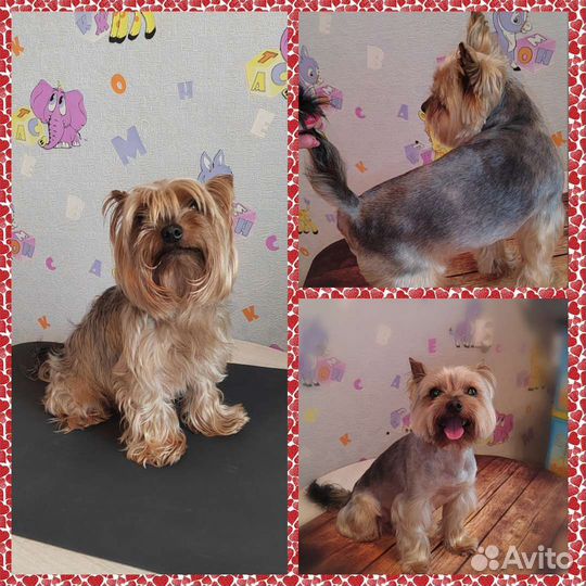 Груминг Йоркширского терьера