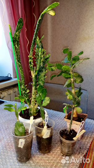 Опунция Монаканта Вариегата