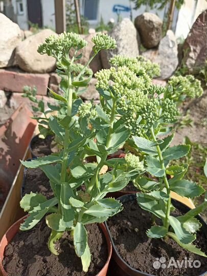 Очиток видный(заячья капуста)