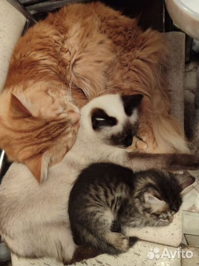Котята в добрые руки
