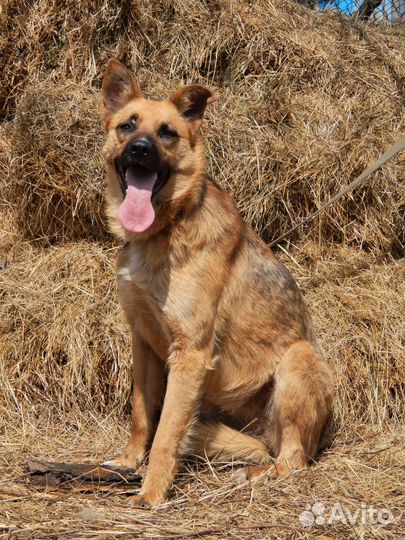 Гретта средняя собачка