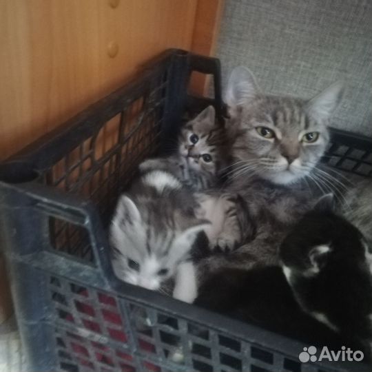 Котята в добрые руки бесплатно