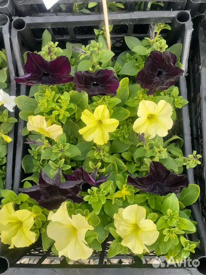 Петуния,бакопа,немезия,эустома, лобелия, рассада