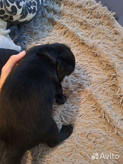 Отдам в добрые руки