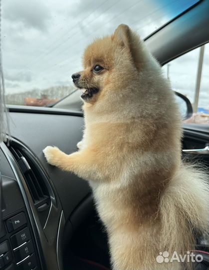 Шпиц вязка мальчик