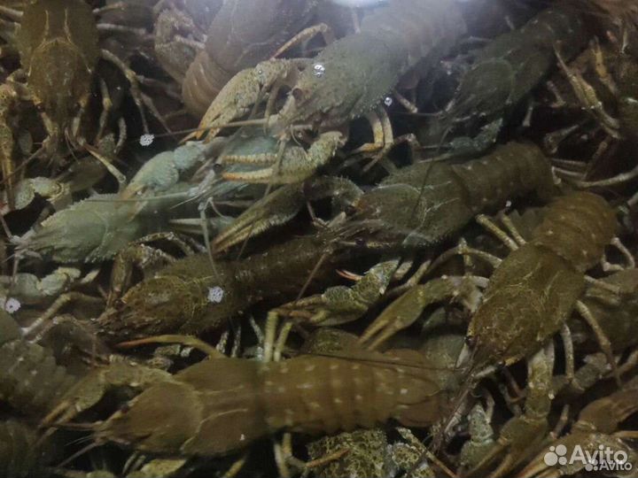 Раки живые опт