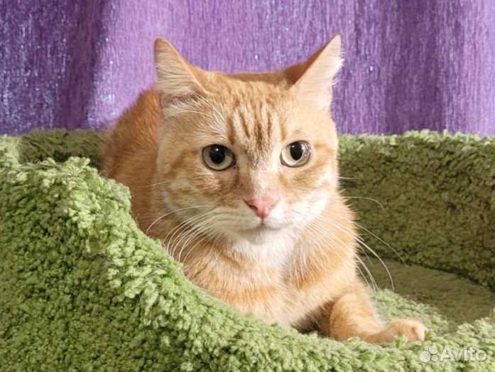 Рыжий кот