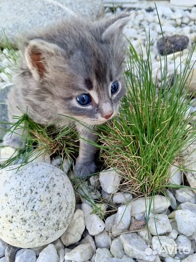 Котятки серые