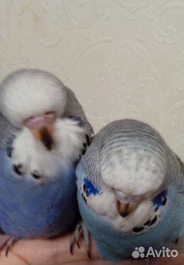 Птенцы ввп чехи