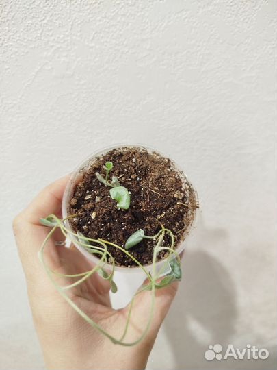 Дихондра серебристая