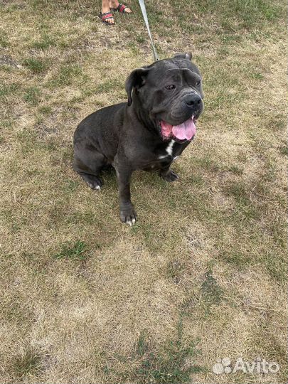 Вязка коне корсе