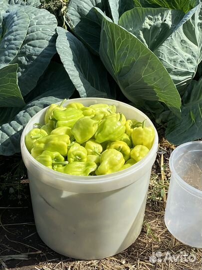 Перец башкирский