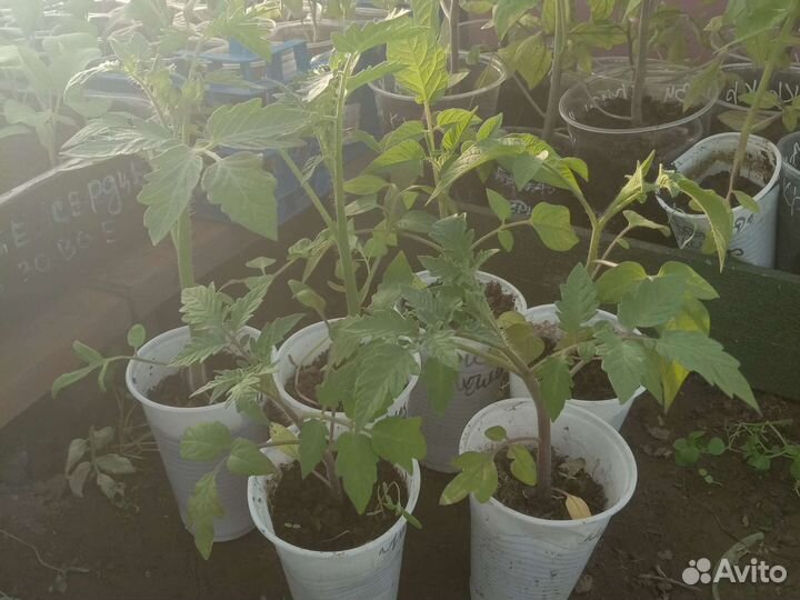 Рассада помидор и перцев