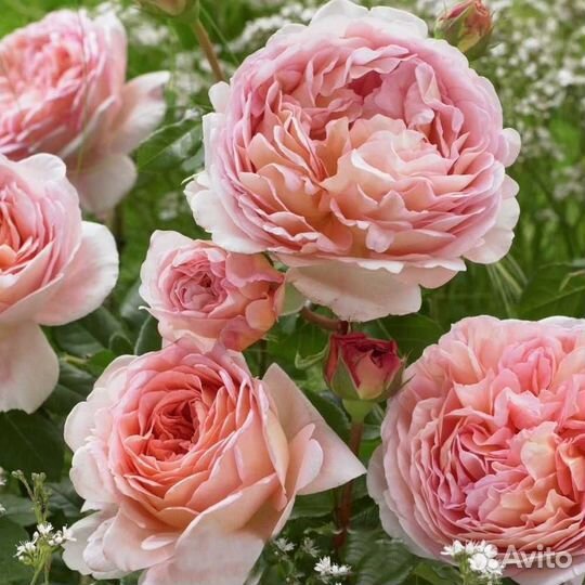 Роза Абрахам Дерби