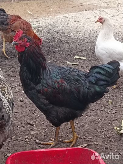 Куры молодки несушки