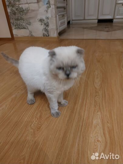 Белый вислоухий котик