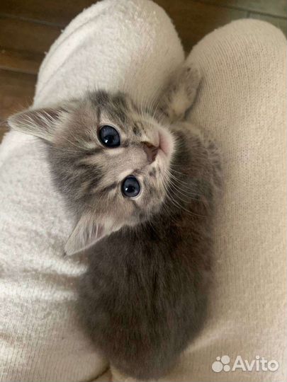 Котенок девочка 1.5 мес