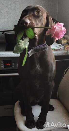 Курцхаар вязка