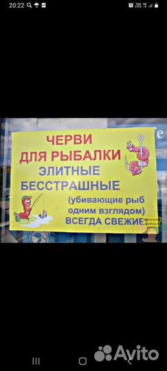 Черви Дендробене для рыбалки