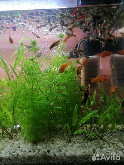 Аквариумные рыбки