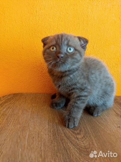 Шотландская вислоухая шоколадная