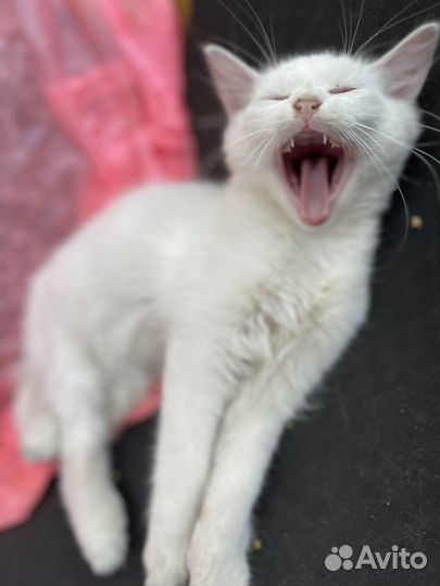 Котёнок и кошечка, турецкая ангора, рожд 7.04.23г