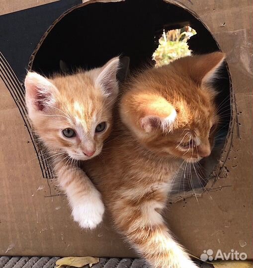 Котята бесплатно