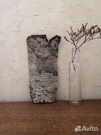 Кусок коры пятнистый