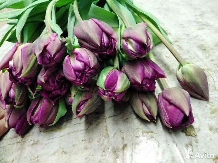 Тюльпаны срезка