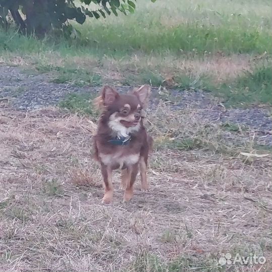 Чихуахуа сука