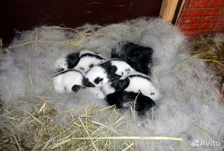 Кролики, крольчихи, крольчата и др