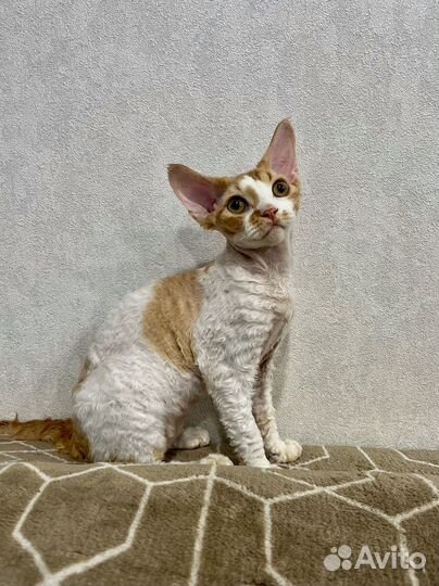 Девон рекс -Devon rex котята питомник Екатеринбург
