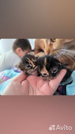 Котята мейн-кун